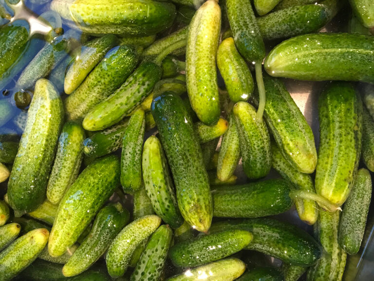 Recette de cornichons au vinaigre maison La grange aux savoirfaire
