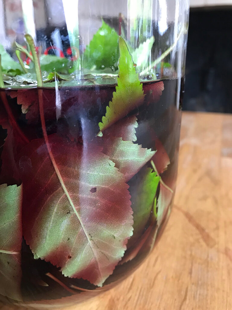 Recette Guignolet Avec Feuilles De Cerisier La recette du guignolet, le vin de feuilles de cerisier