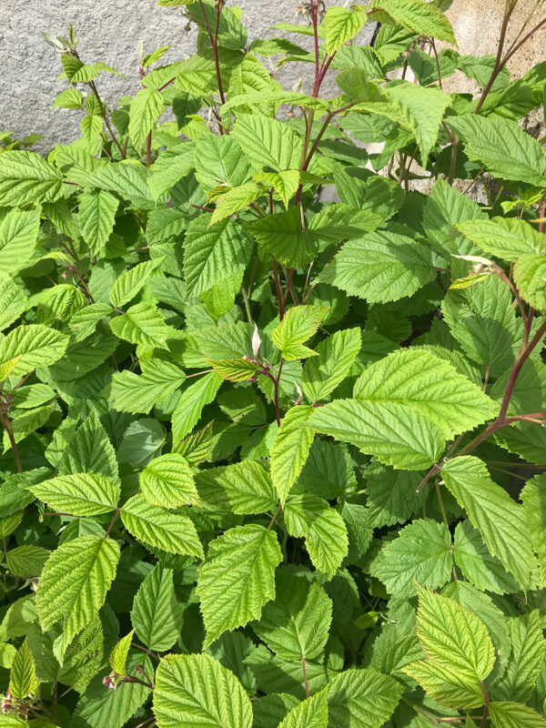 Recette Guignolet Avec Feuilles De Cerisier La recette du guignolet, le vin de feuilles de cerisier