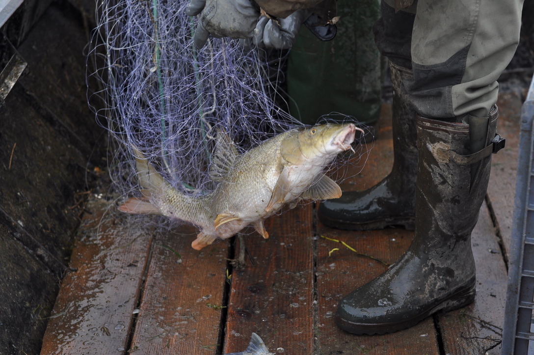 Poissons de Loire